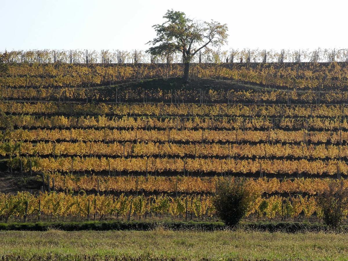 Casali Del Picchio - Winery Vila Cividale del Friuli Exterior foto