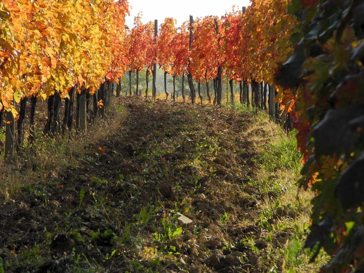 Casali Del Picchio - Winery Vila Cividale del Friuli Exterior foto