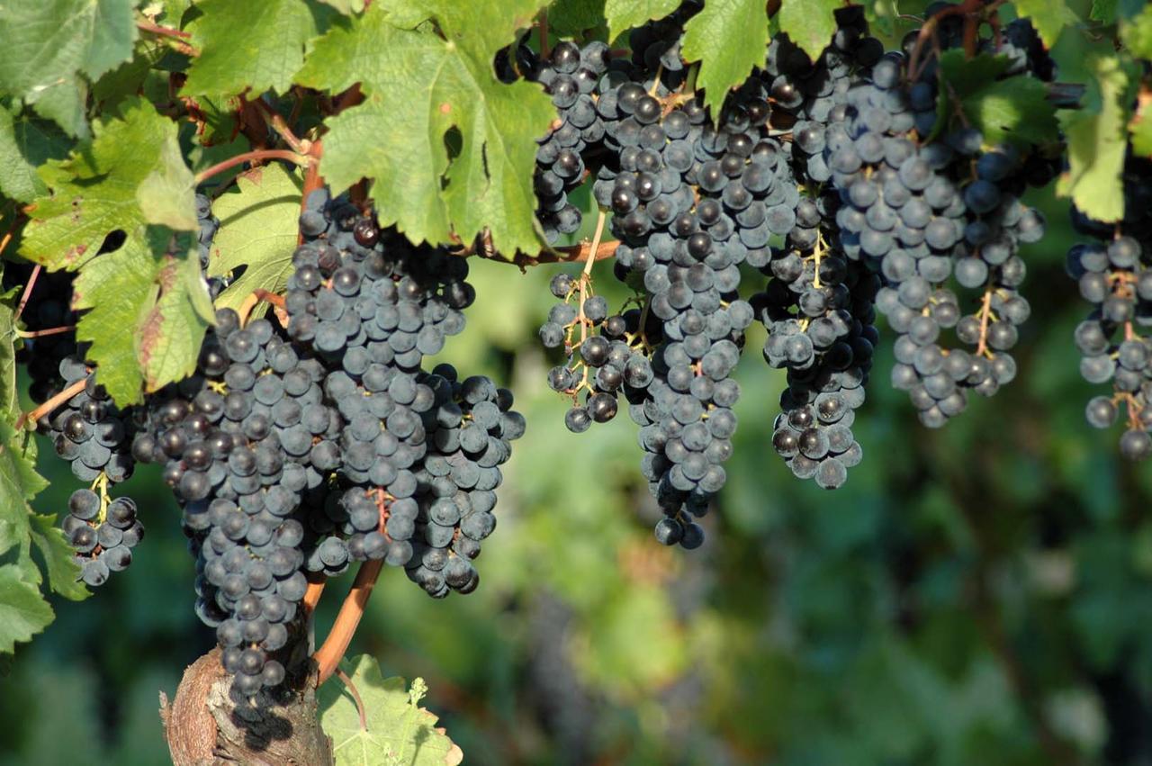 Casali Del Picchio - Winery Vila Cividale del Friuli Exterior foto